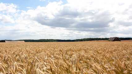 Summer landscape with a golden field and ears swaying in the wind.