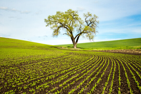 The palouse farm land in Eastern Washington.  a tree on the skyline with an emerging Garbanzo bean crop