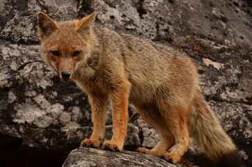 Curious Patagonian red fox