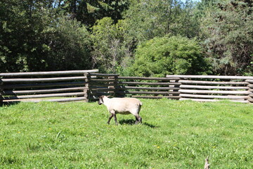 Sheep In The Pasture, Fort Edmonton Park, Edmonton, Alberta