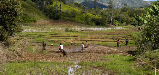 Brickaville, Madagascar: a group of women and children is working on rice fields in a green tropical setting