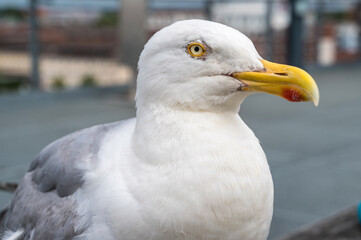 Detailierte Aufnahme einer Heringsmöwe mit genauem Blick auf Kopf und Schnabel