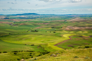 Obraz premium An elevated view of wheat feilds and summer fallow land in the Palouse region of eastern washington