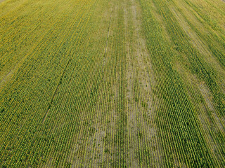 Agricultural fields in Dobrogea, Romania. Aerial view.