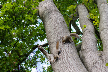 two squirrels chasing each other around the trunk of a tree in English parkland 