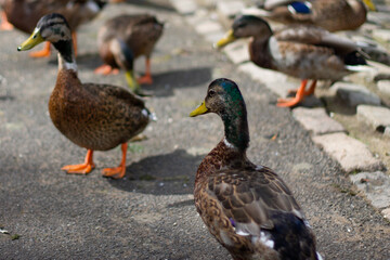 English parkland wild  brown ducks with orange feet and yellow bills