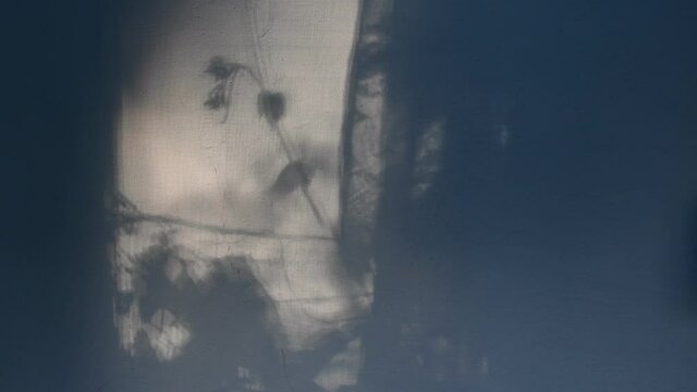 Defocus shadows grape vine branches and leaves on stucco wall for mystery background. Spooky shadow texture for Halloween