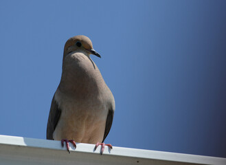 Mourning Dove perched on rain gutter