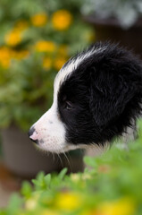 Young Border Collie Puppy Profile Portrait with Summer Flowers