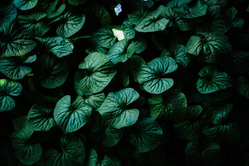 green leaves background