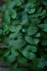 green leaves in the garden