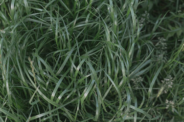 green grass texture