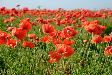 Field of poppies during shiny day