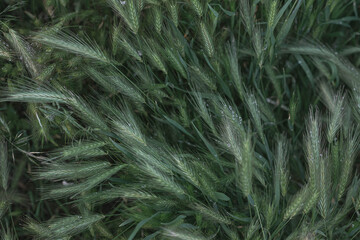 close up of grass