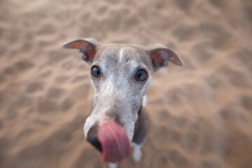 Dog wide angel. Whippet against the sky. Funny pet in nature