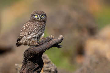 Young Little owl Athene noctua sitting on a stick on a beautiful background