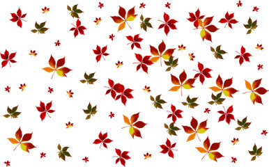 Autumn maple leaves in different colors..