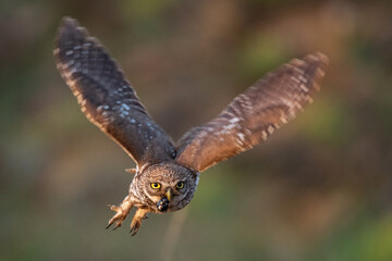 Fototapeta premium Little owl Athene noctua is flying with prey