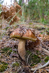 Ceps grow in the forest among grass and pine needles.