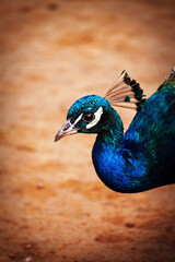 Fototapeta premium close up of a peacock