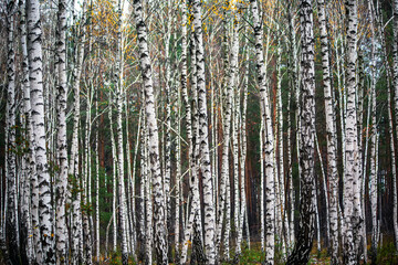 Beautiful autumn birch forest Colorful bright bark of white birch tree