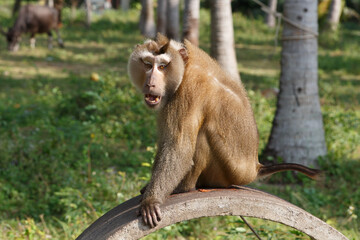 Southern Pig-tailed Macaque, Ko Samui, Thailand