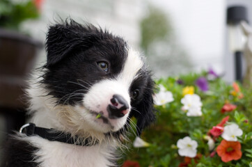 Wet Young Border Collie Puppy with Flower in Background