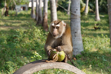 Southern Pig-tailed Macaque, Ko Samui, Thailand