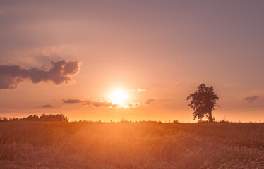 A lone oak tree in a field of wheat at sunset. In the center of the setting sun. Rural landscap