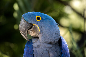 Bright Blue Hyacinth Macaw parrot
