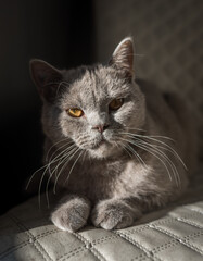 British Shorthair cat lying on white chair. Looking at copy-space. Yellow eyes