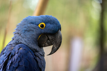 hyacinth macaw on a ground in the nature habitat, wild brasil, brasilian wildlife, birding, biggest parrot, blue magic, palm nuts, blue