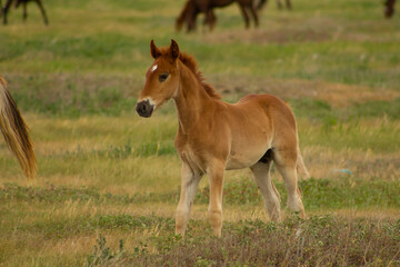 Naklejka na ściany i meble Fair-haired foal frolics in the pasture in the early morning.