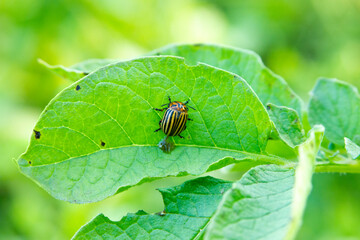 Colorado beetle on the leaf of the potato. Adult insect. Plant damaged pest