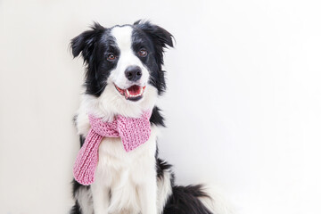 Naklejka na ściany i meble Funny studio portrait of cute smiling puppy dog border collie wearing warm clothes scarf around neck isolated on white background. Winter or autumn portrait of new lovely member of family little dog