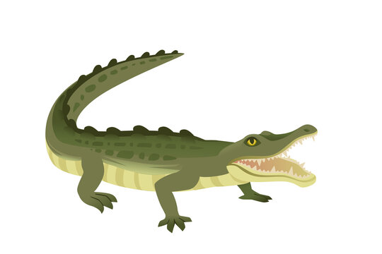 Green crocodile character big carnivore reptile cartoon animal design flat vector illustration isolated on white background