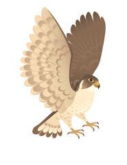 Predatory bird cute adult falcon cartoon animal design birds of prey character flat vector illustration isolated on white background