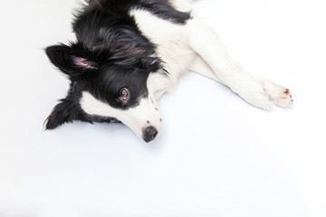 Fototapeta premium Funny studio portrait of cute smiling puppy dog border collie isolated on white background. New lovely member of family little dog gazing and waiting for reward. Funny pets animals life concept