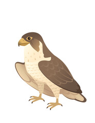 Fototapeta premium Predatory bird cute adult falcon cartoon animal design birds of prey character flat vector illustration isolated on white background