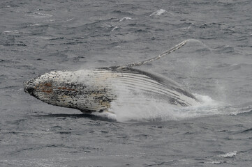 Obraz premium The humpback whale (Megaptera novaeangliae) 