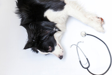 Puppy dog border collie and stethoscope isolated on white background. Little dog on reception at veterinary doctor in vet clinic. Pet health care and animals concept