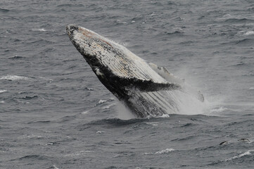 Fototapeta premium The humpback whale (Megaptera novaeangliae) 