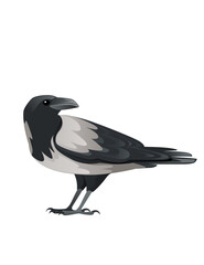 Predatory bird adult black and gray crow cartoon animal design birds of prey character flat vector illustration isolated on white background