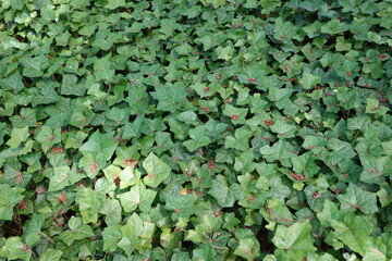 A wall of common ivy. Usable as a background or texture. Also known as European ivy, english ivy or ivy. (Hedera helix)