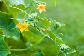 Growing flowers and cucumber sprouts on a green background, close-up