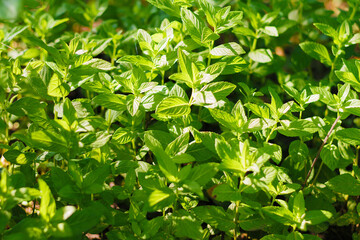 Fototapeta na wymiar Bright fresh lemon balm leaves as a background.