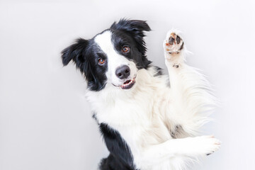 Funny studio portrait of cute smiling puppy dog border collie isolated on white background. New lovely member of family little dog gazing and waiting for reward. Funny pets animals life concept