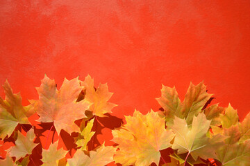 Bright autumn maple leaves on a red background with space for text. Banner, advertising. postcard.