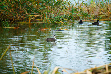 A flock of wild ducks swims through labor.