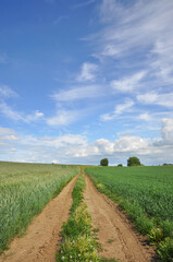 Rural road with blue summer sky